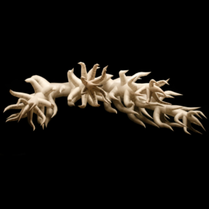 Roots (Antlers)
