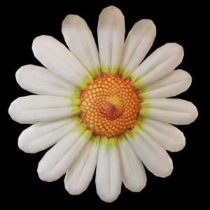 Daisy